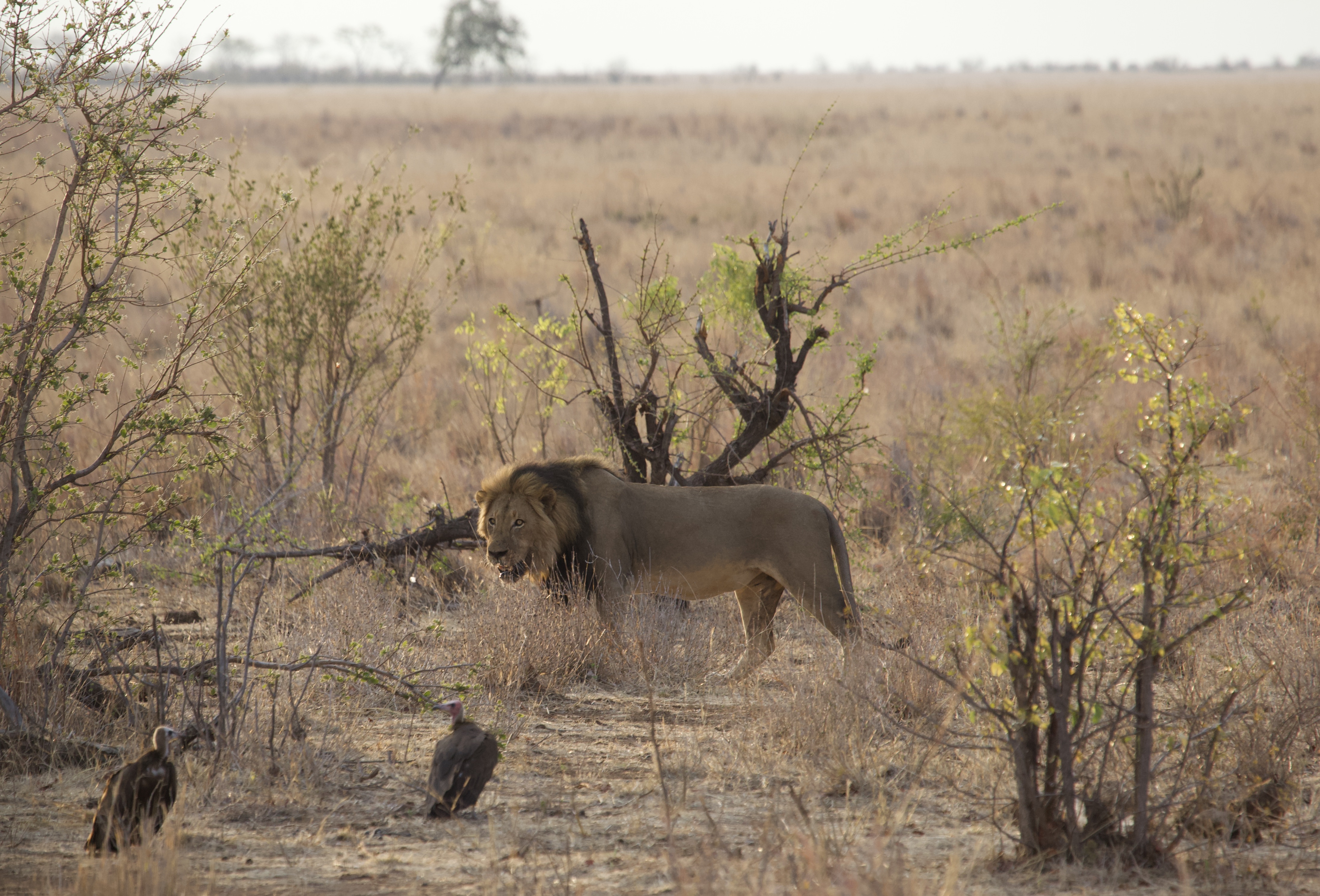 Lion