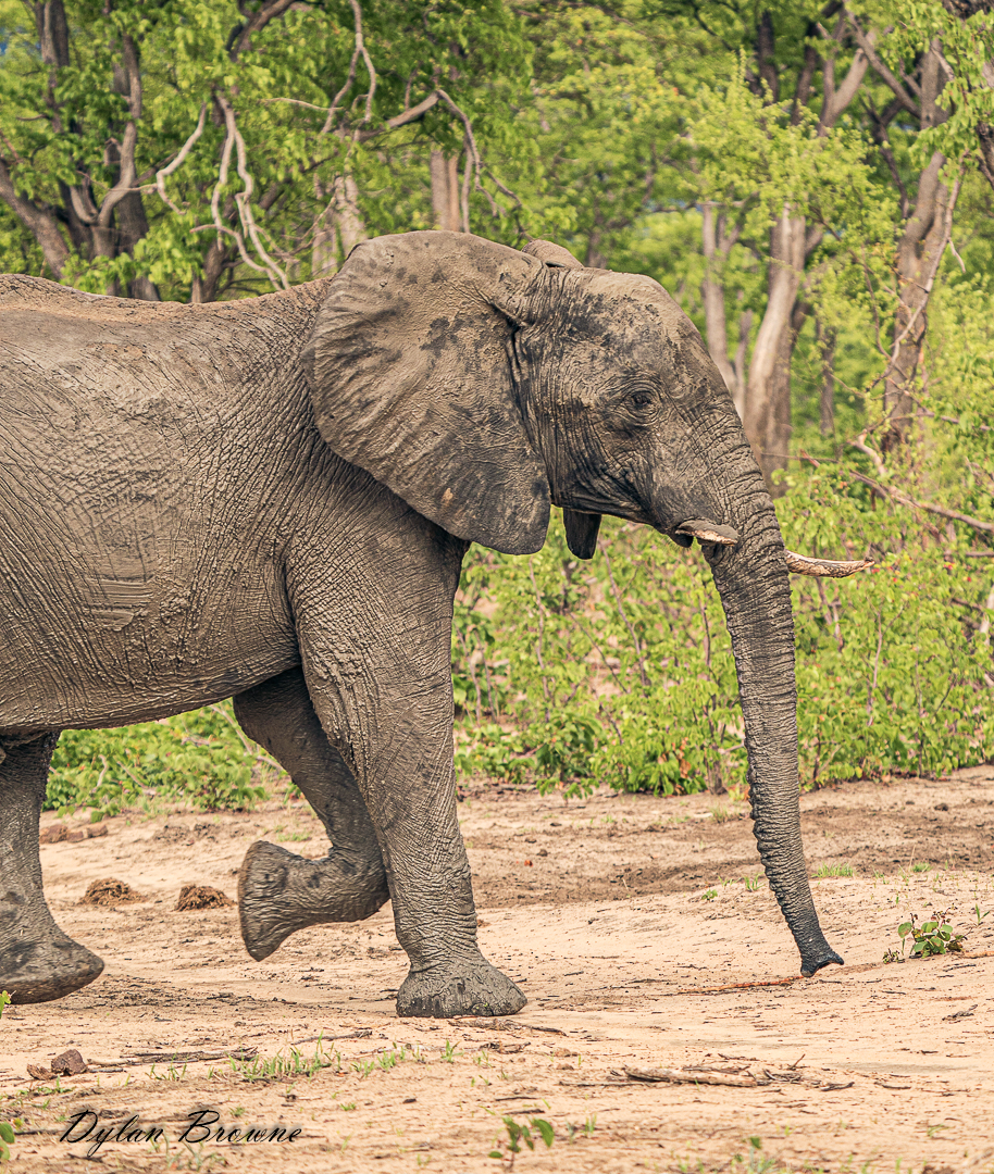 Elephant